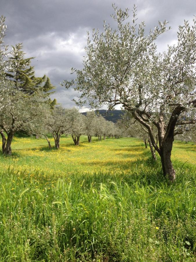 Gli Ulivi D'Argento Villa Assisi Buitenkant foto